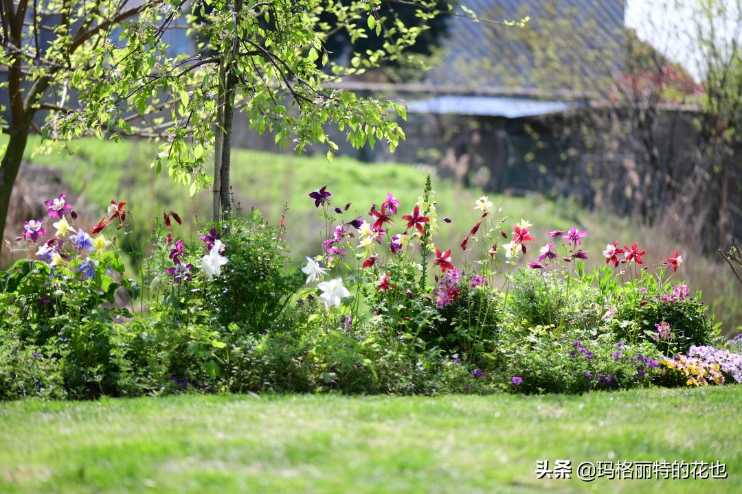徒长花草怎样处理,徒长的树木怎么处理