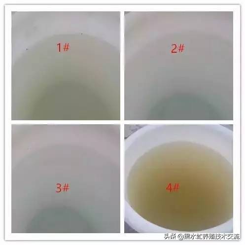 茶话清谈,5句话教你轻松养好虾