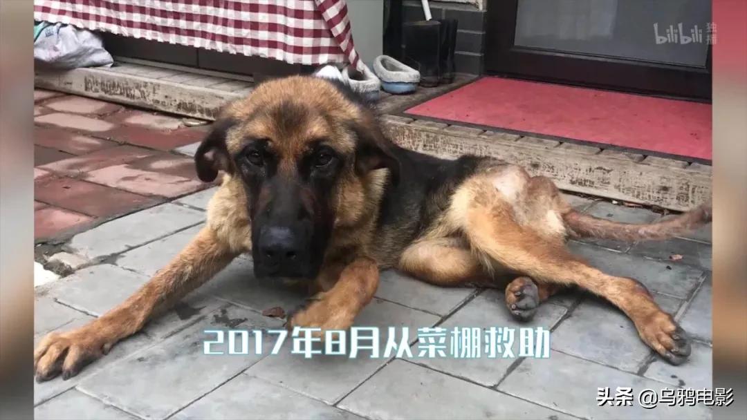 b站必看的综艺,b站能看的综艺推荐