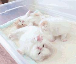 新手如何照顾小奶猫,怎么样照顾一个月左右大的小奶猫