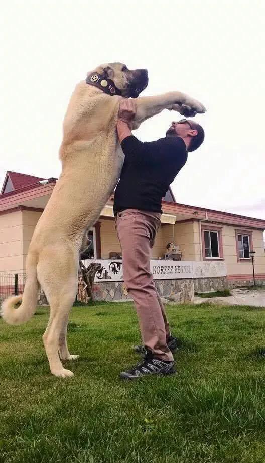 世界各国大型猛犬排名,世界各国猛犬排名