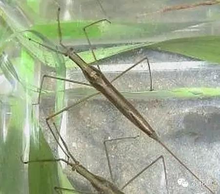 鱼苗消毒和病虫防治,水花鱼苗气泡病发病原因