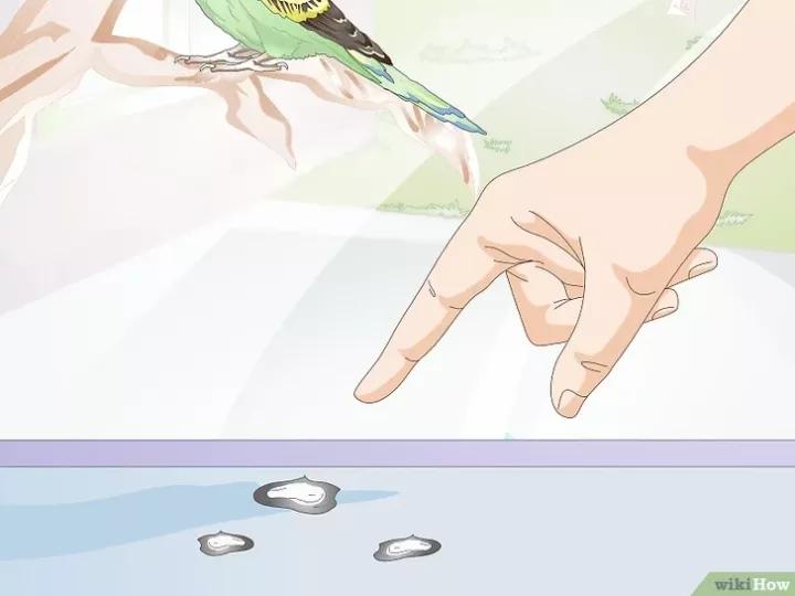 如何喂养虎皮鹦鹉,虎皮鹦鹉人工喂养