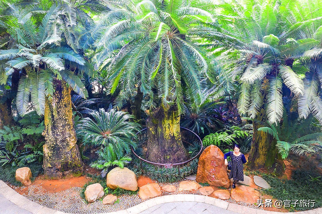先有苏铁王后有南宁城，它是恐龙的美食植物界活化石，堪称国宝