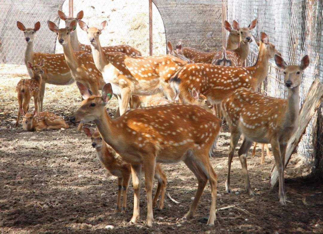 鹿茸割了梅花鹿会受影响吗,梅花鹿被割了鹿茸还会再长出来吗