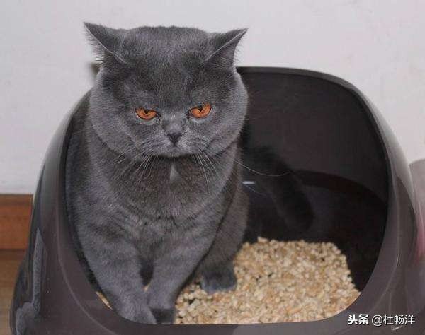 被猫尿了有什么预兆,被猫尿一身有啥说法