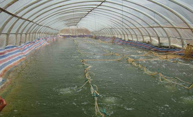 养虾失败的原因及解决方法,养的虾不动了是怎么回事