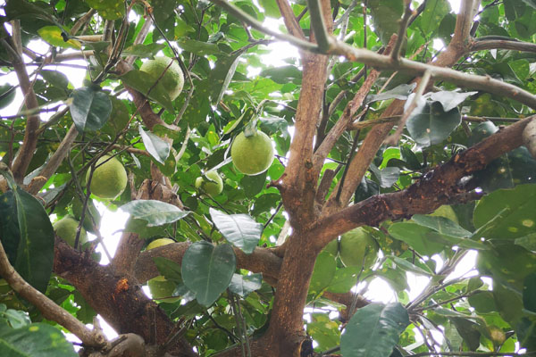 为什么柚子种家里结果不甜,家里种的柚子果肉小怎么回事