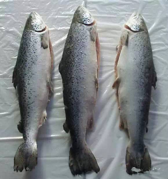 海鲜大全,最全海鲜冷知识