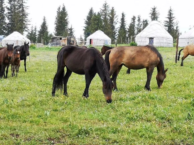 喀拉峻穿越琼库什台几天,喀拉峻穿越琼库什台