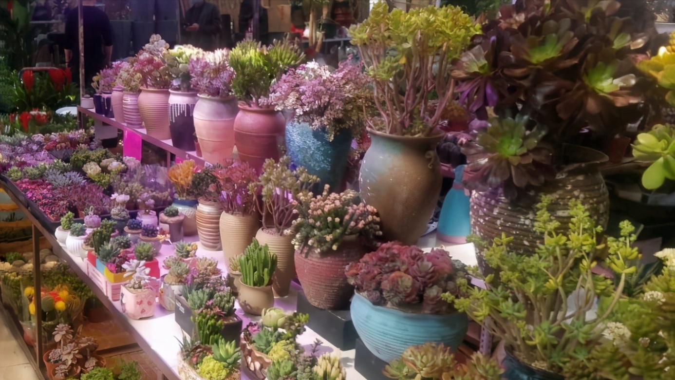 郑州花卉交易市场买花,郑州凤凰花卉市场是在二七区吗