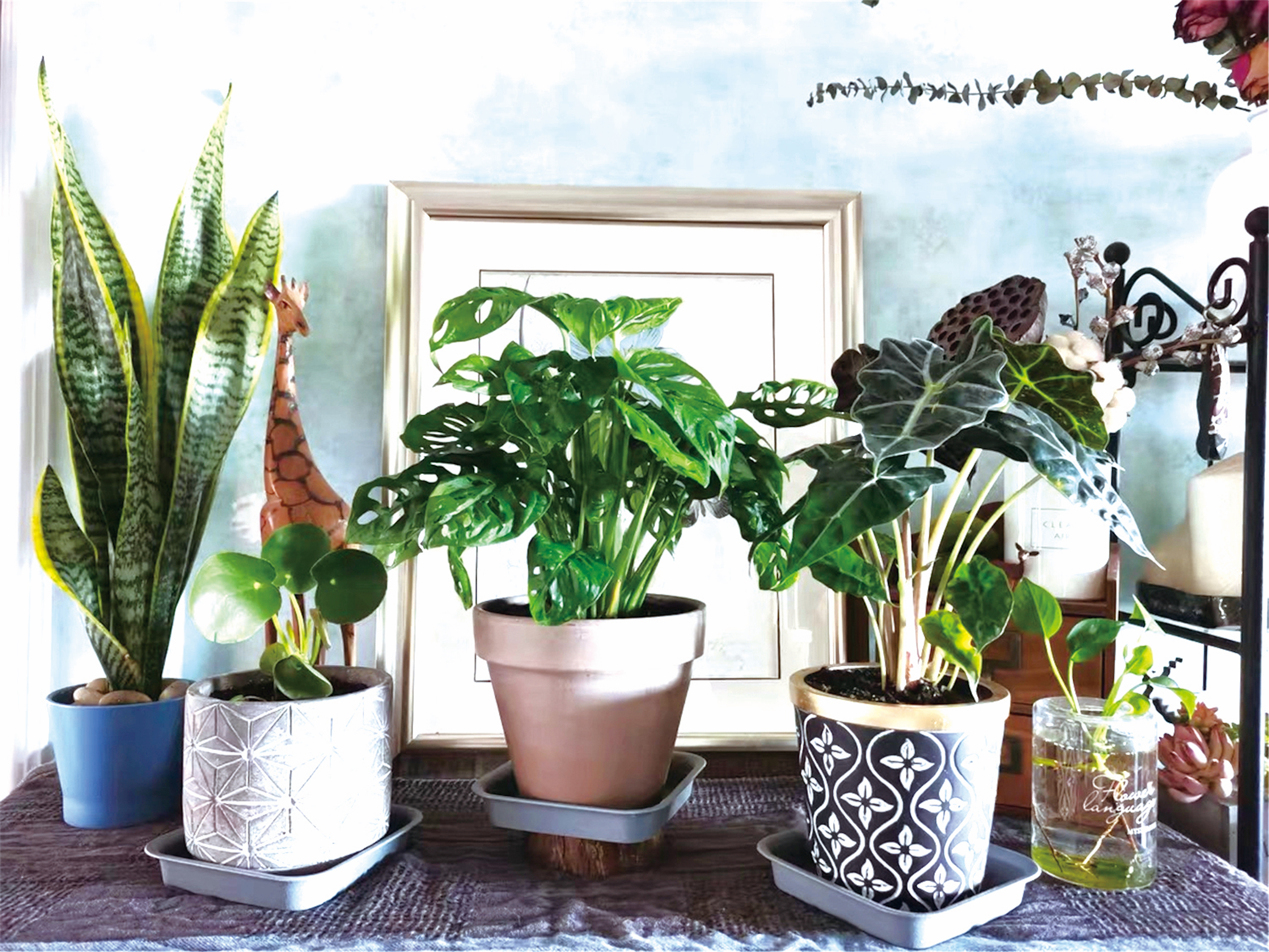 室内设计师常用软装绿植,软装师最爱的绿植