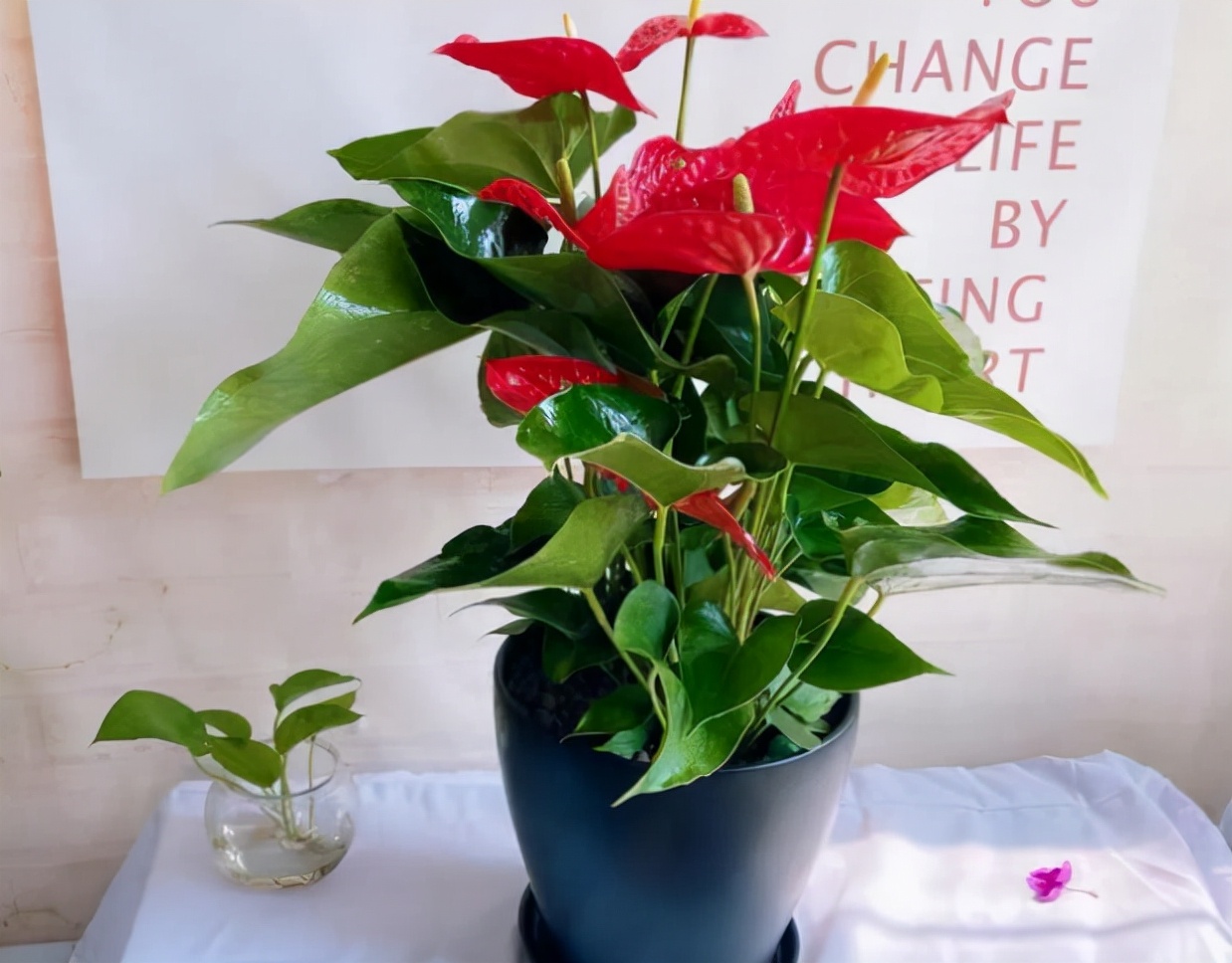 适合养在室内的红色花植物,大红色花盆栽什么植物好看