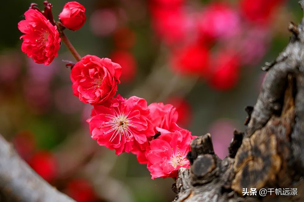 阳春四月迎来春,阳春四月槐花香