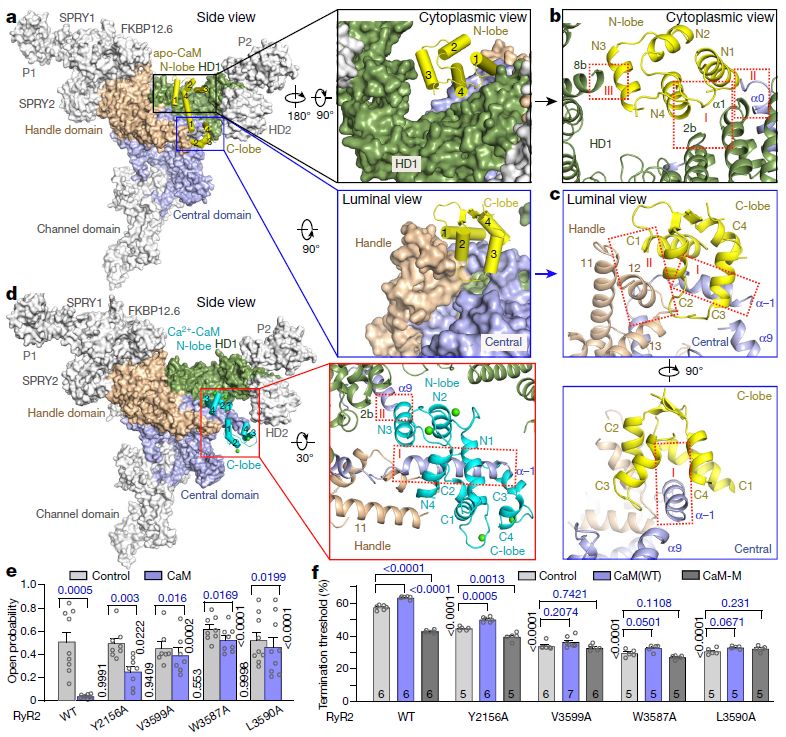 施一公与徒弟颜宁,施一公徒弟颜宁
