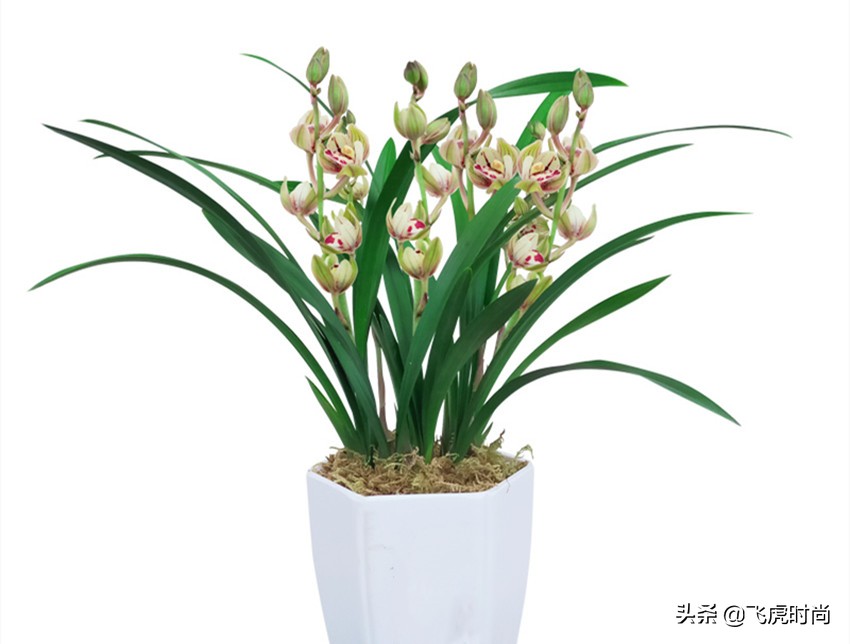 哪种兰花好养开花好看香味好,什么兰花最好养又香开花时间又长