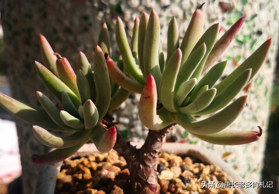 爱杜丽丝多肉怎么变成老桩,爱杜丽丝多肉是夏型种吗