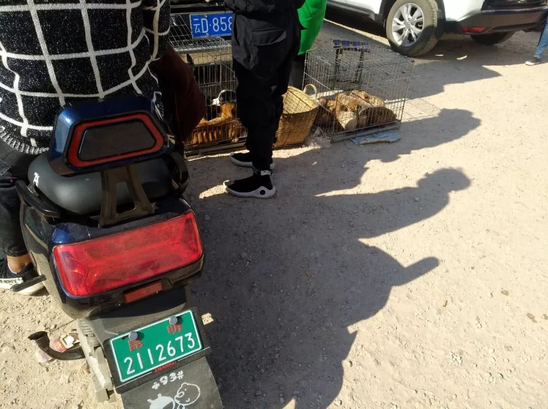 狗市里可爱的小狗,狗市可爱小土狗