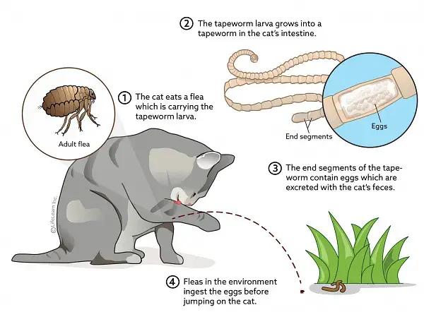 猫猫感染绦虫会传染给狗吗,小猫有绦虫会感染家里的孩子吗
