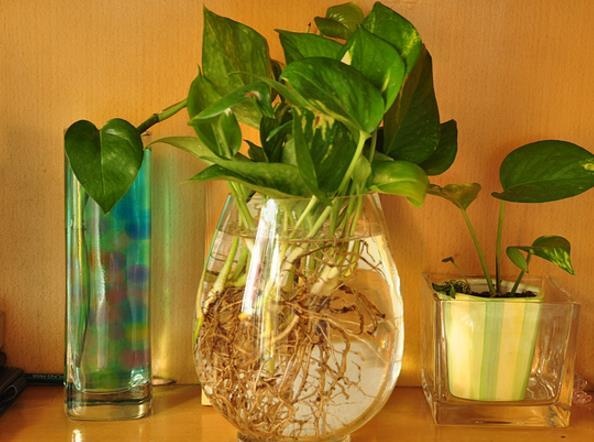 谁说绿萝知识浇浇水?很多人都养错了,绿萝应该这么养