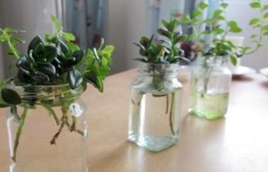 金鱼吊兰怎么养才长得粗壮,水培金鱼吊兰为啥光长叶子不开花