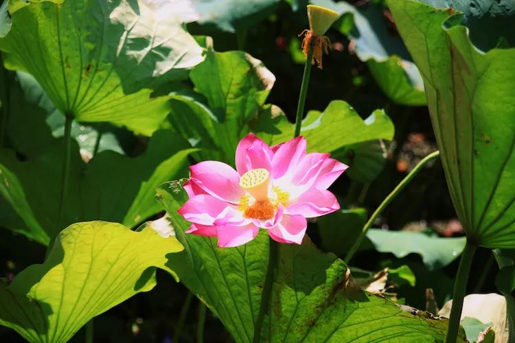 尼康入门单反,单反快速入门攻略