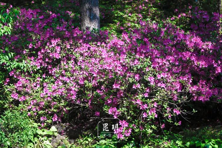 被大理丽江掩盖风头又怎样？它才是云南No.1！5月它太美了