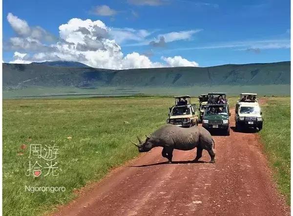 海哥带你游世界｜这周我们去非洲大草原看大西几！