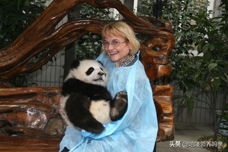 想养一只大熊猫有多不容易,怎么样能养大熊猫