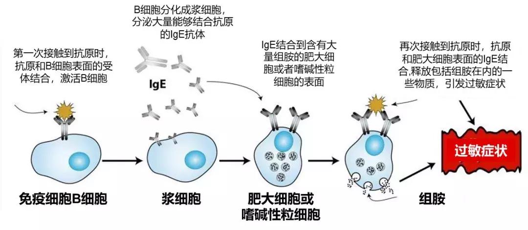 抗过敏药治疗处方,抗过敏的十种药