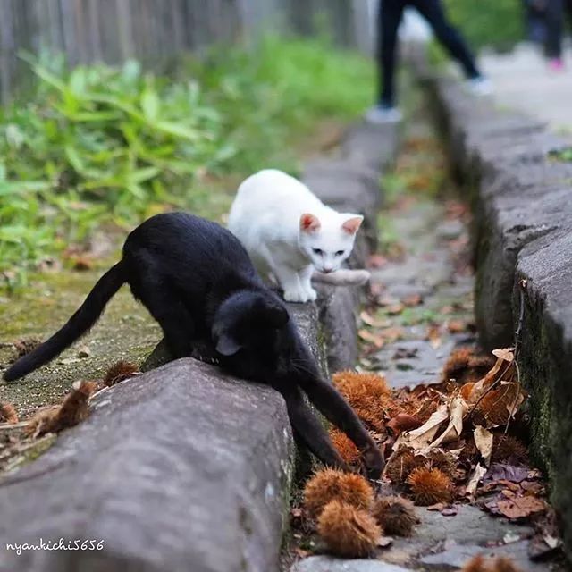 镜头下的猫视频,盘点那些可怜的流浪猫