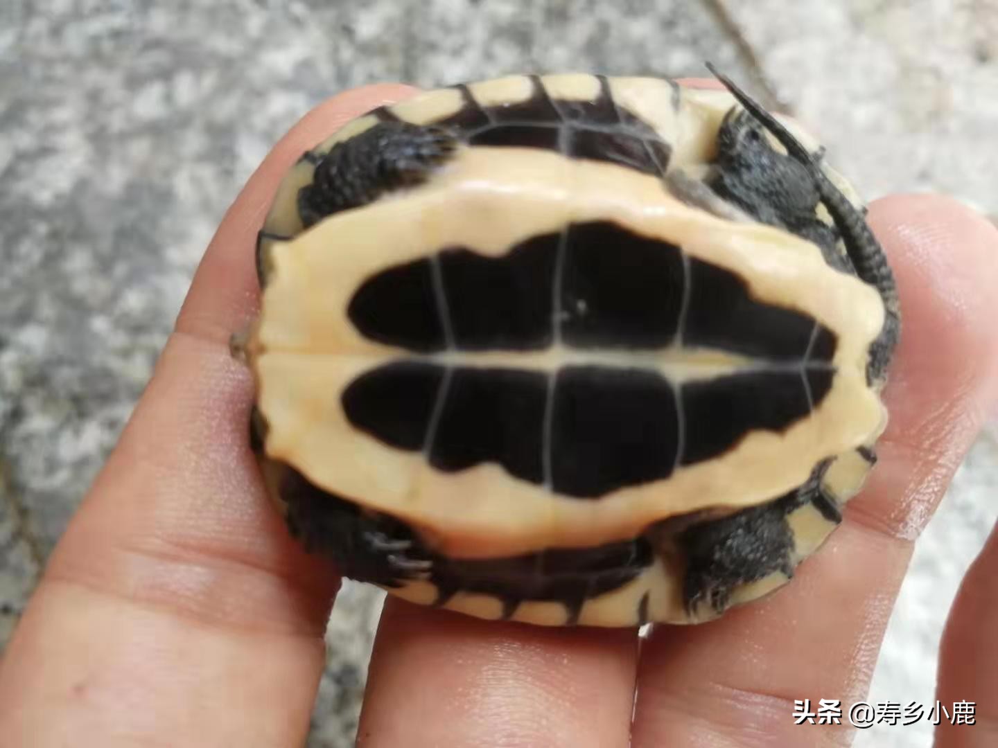 养石金钱龟的六大禁忌,怎样预防石金钱龟生病