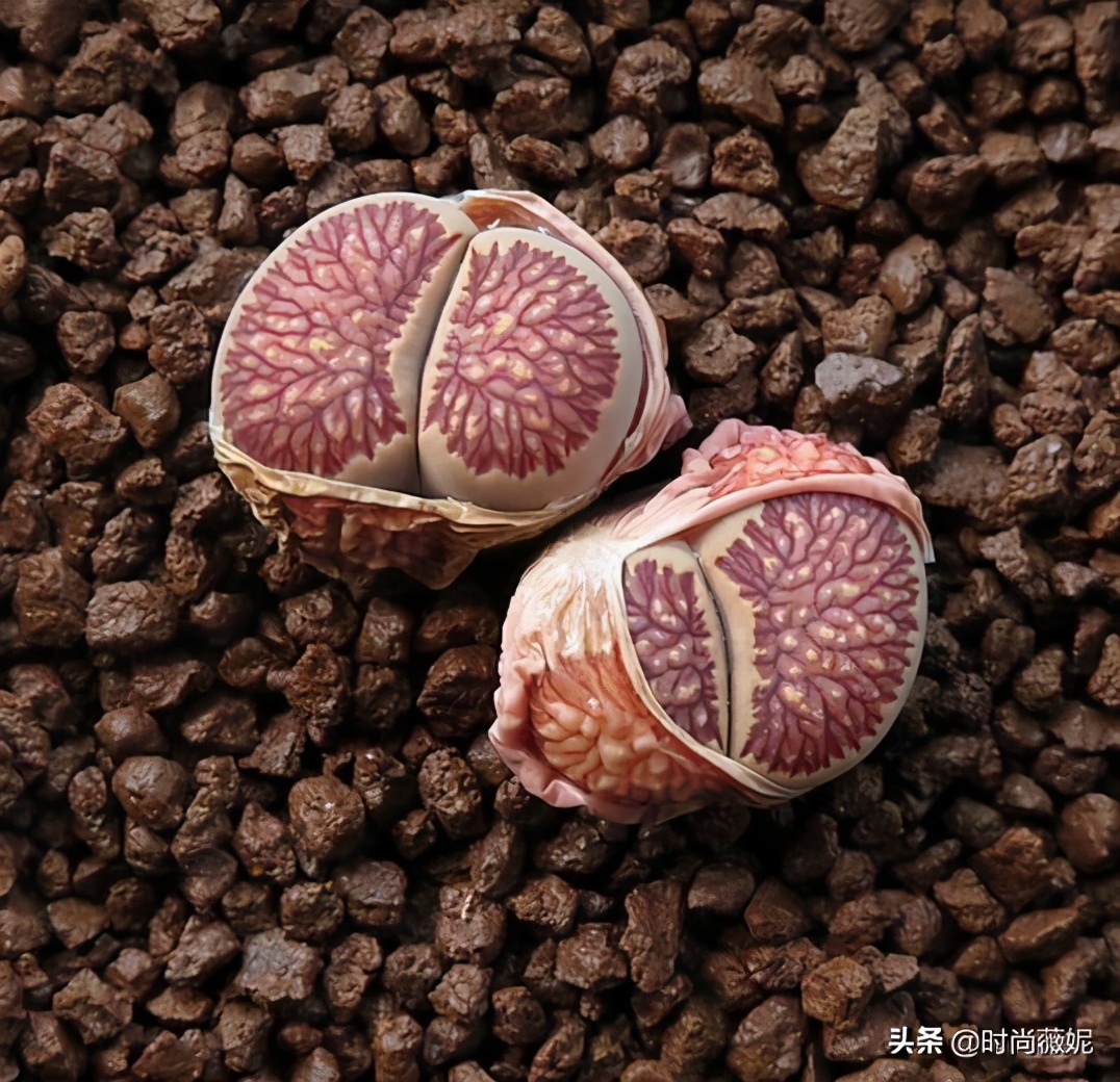 生石花扒皮好还是蜕皮好,生石花蜕皮的正确方法