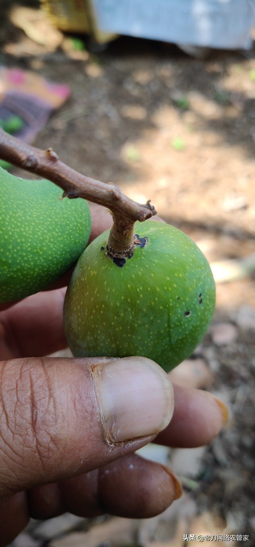 芒果炭疽病用什么杀菌剂效果好,连续阴雨天芒果炭疽病用什么药
