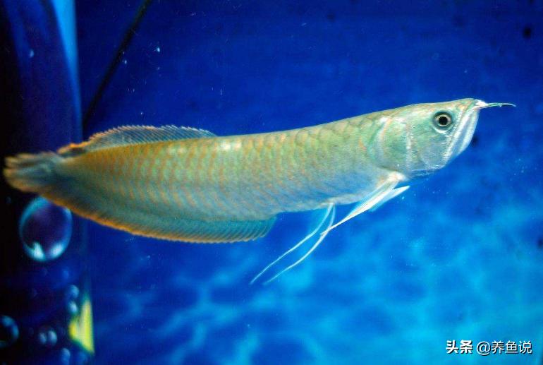 普通银龙鱼怎么养白得快些,银龙鱼怎么养及喂养技巧专家回答