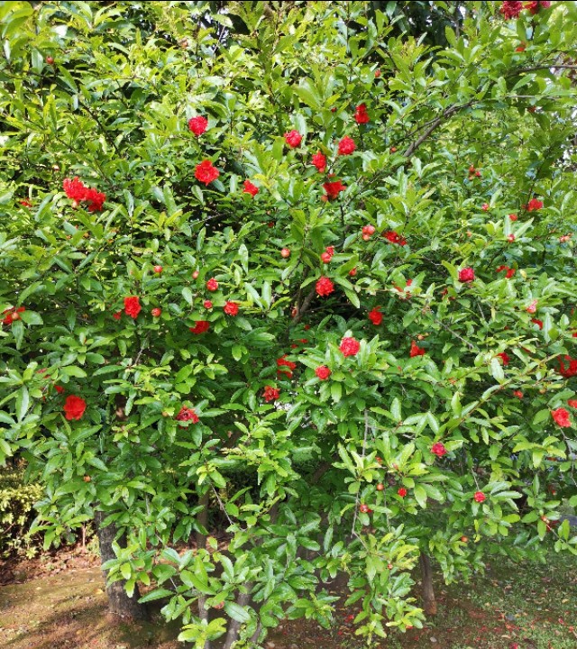 石榴花盆栽养殖方法视频,石榴花盆栽平时怎么养护