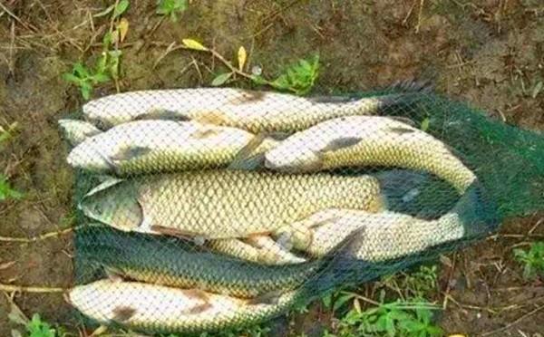 野钓上鱼浮漂没反应,野钓一晚上收获不容乐观