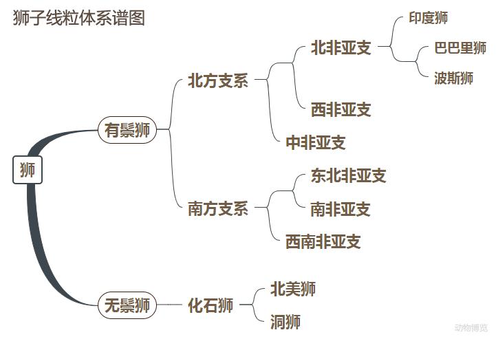 狮族南北战争：南方狮一直在蚕食北方狮的领地
