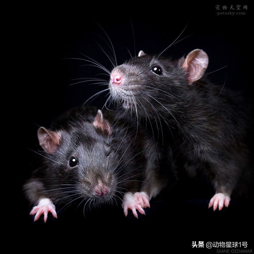 小老鼠也能成为宠物,小老鼠可以养吗