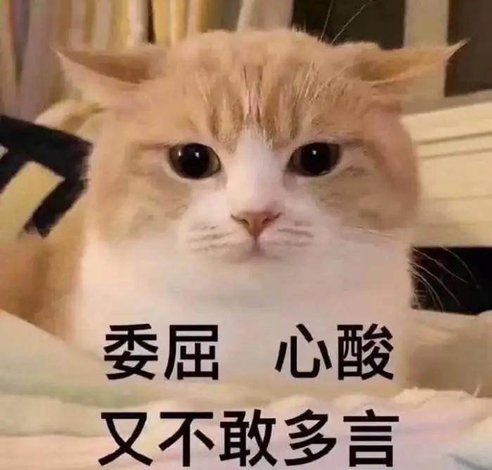 猫咪喜欢半夜睡在你身上的原因,猫咪喜欢半夜叫门