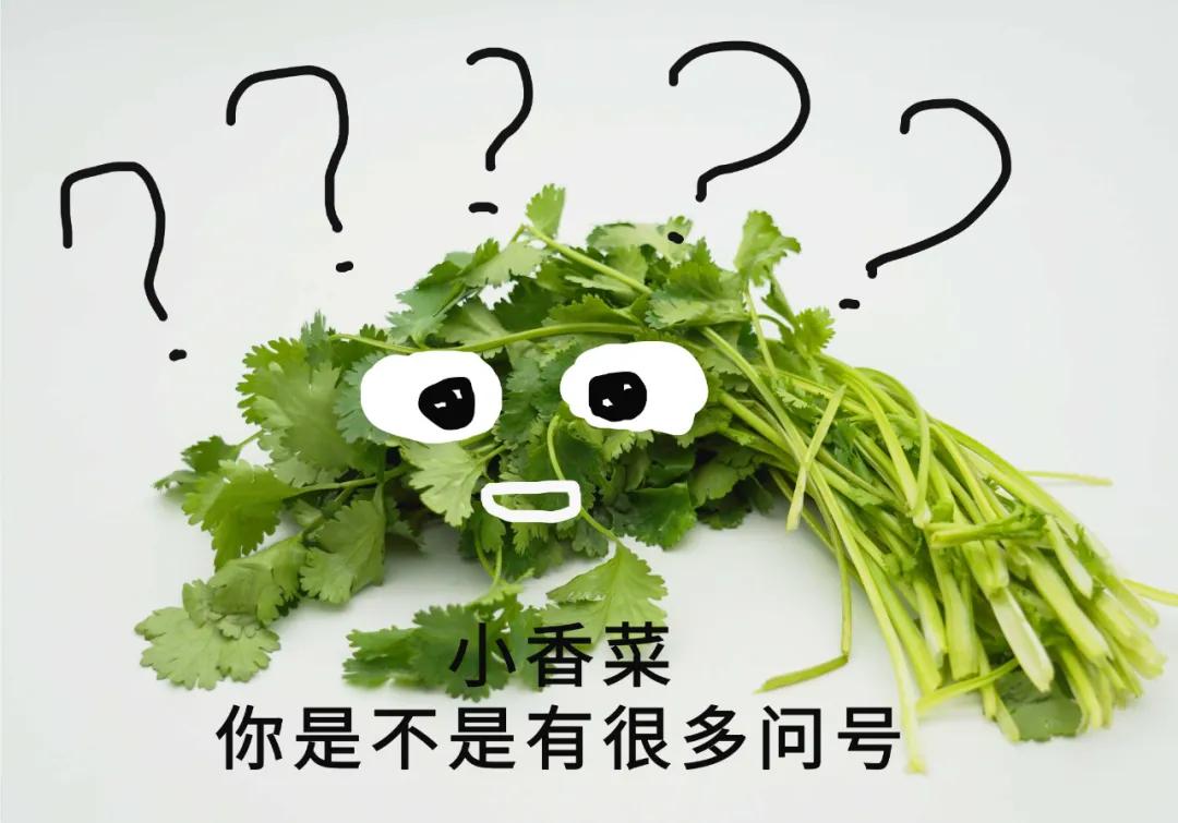 香菜有臭屁虫怎么回事,香菜为什么有臭屁虫的味道