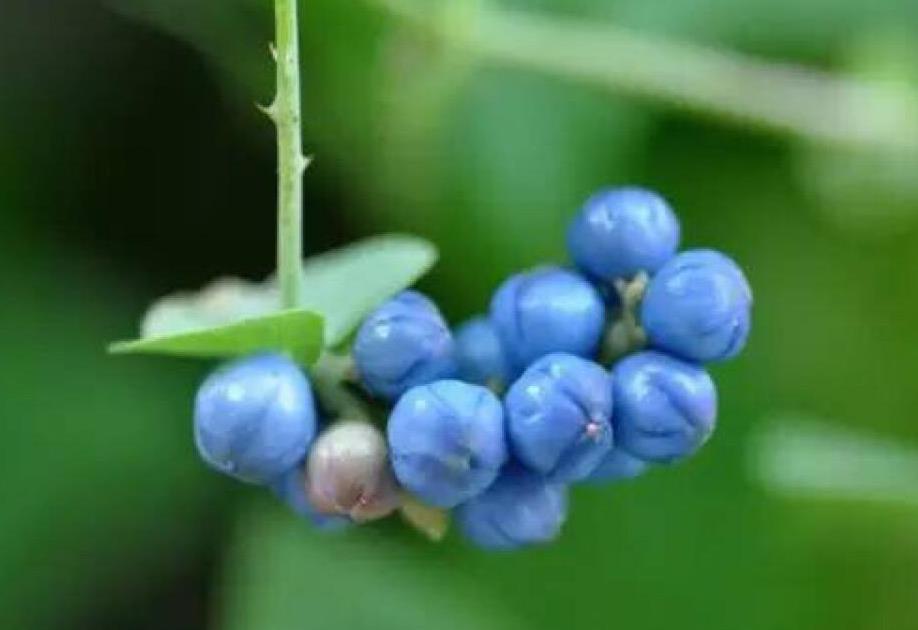 农村治毒蛇草药,毒蛇的克星野草