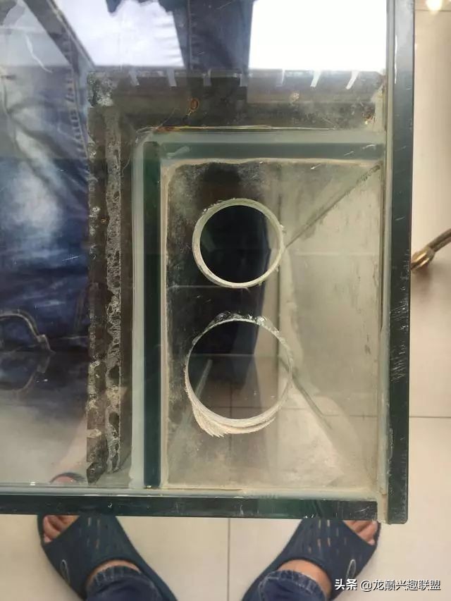 垃圾桶旁边的四方鱼缸，捡回去养了一缸金鱼，别说还挺不错