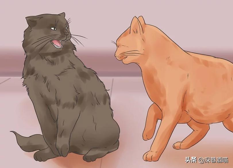 猫咪原住民和新猫如何快速相处,原宿猫如何接收新猫