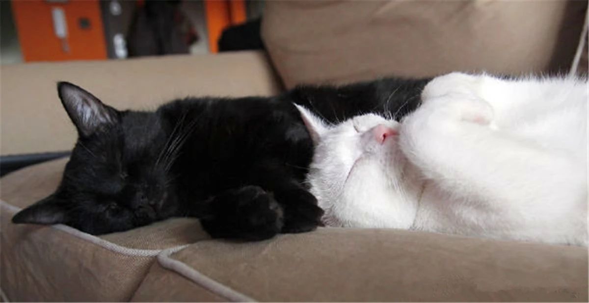 黑猫的性格与脾气怎么样,黑猫具有什么特点和性格