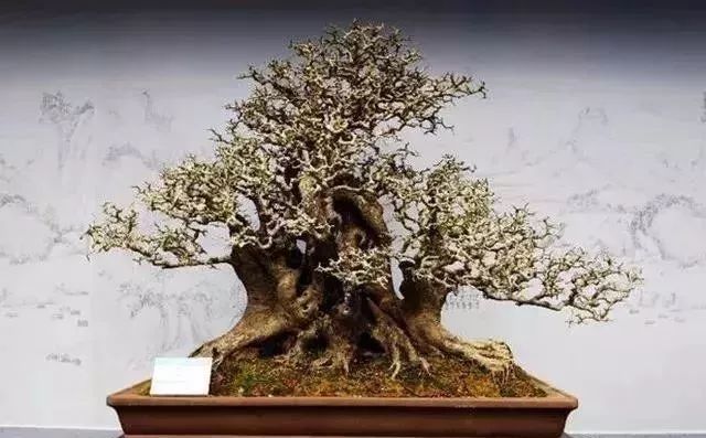 古朴自然盆景欣赏,造型极美的盆景一起来欣赏