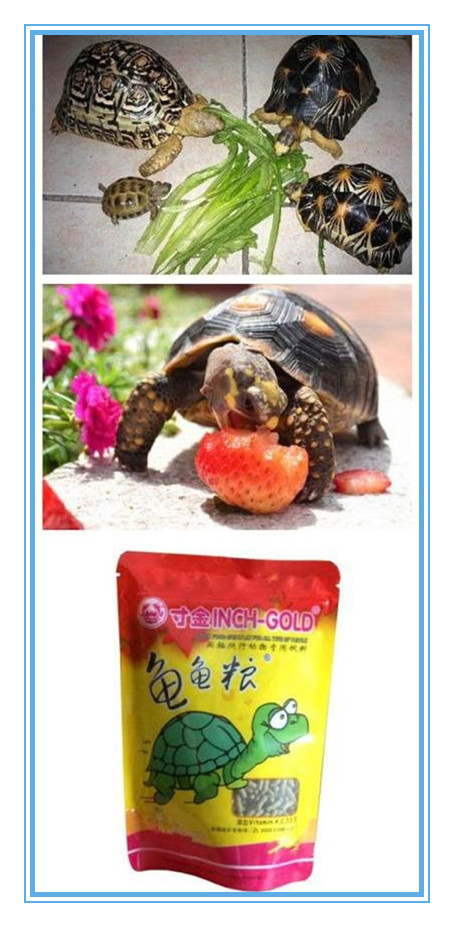 天台养龟如何解决高温问题,新手一定要知道的养龟技巧