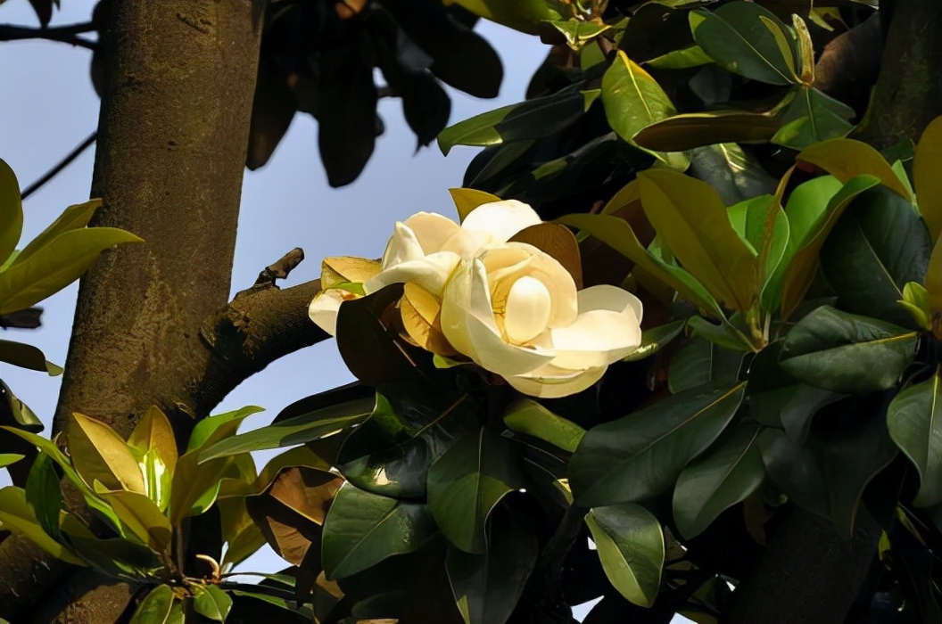 名贵树种——广玉兰植物非试管高效快繁