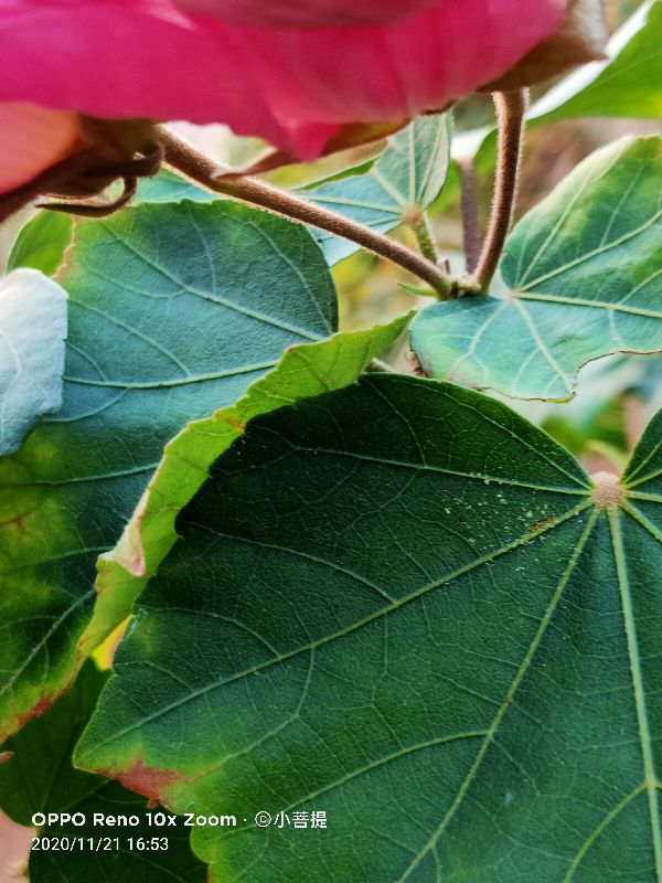 这种花通常用来比作美丽的女子，有人拿来做药，还有人当野菜吃