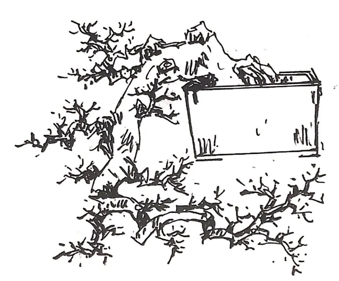 榆树盆景用的榆树是什么品种,小榆树盆景设计100种形态